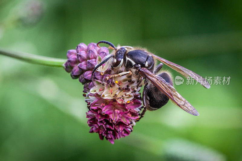 Bald-faced hornet on Narrow-leaf burnet, (Dolichovespula maculata), (Sanguisorba tenuifolia), Guêpe à taches blanches sur un Sanguisorba à feuilles fines.